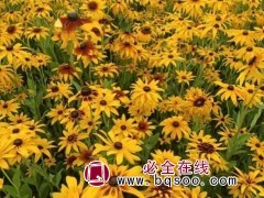 黑心菊