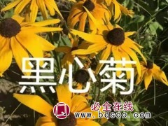 黑心菊