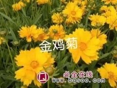 金鸡菊