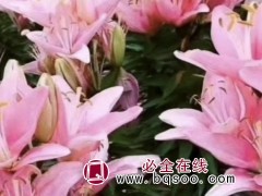 百合花