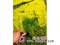 黄金条佛甲草 草花基地 耐寒耐旱 花坛公园屋顶绿化苗 红丹林图1