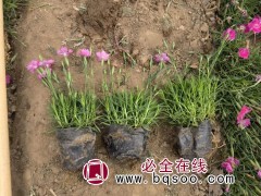 基地供应欧石竹 小区道路美化花卉 耐寒地被植物 盛世园林图1