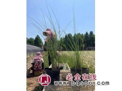 观赏草钵苗批发 青州花卉 细叶芒小苗批发 细叶芒价格 红石林图1