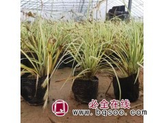 100万颗金叶苔草 青州花卉杯苗急售 晨艺花卉 金叶苔草图1