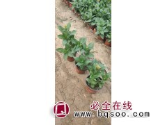 百日草 道路两旁绿化用苗 茎直立喜温暖不耐寒 晨艺花卉图1