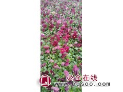 三色堇苗培育基地 园林绿化用三色堇苗 花卉苗齐全 晨艺 花海图1