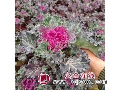 羽衣甘蓝 二年生观叶草本花卉 冬季景观用苗 晨艺 羽衣甘蓝苗图1