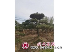 造型松-造型花木-造型黑松-基地直供-价格实惠-富华松树园林图1