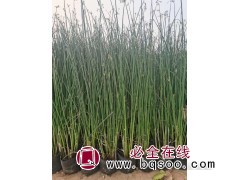 水葱-水生植物-价格一览表 水葱苗大量供应 改善水质 晨艺图1