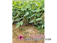 再力花的价格 水草本植物 叶卵状披针形 再力花苗大量 晨艺图1