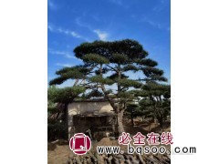 造型松广场小区绿化7米造型油松 造型黑松 绿化景观松 富华图1