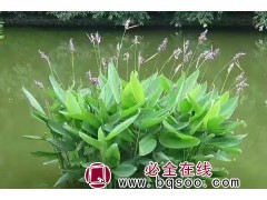 【水生植物再力花苗】水生植物再力花苗批发 青州花卉 鸾宇图1