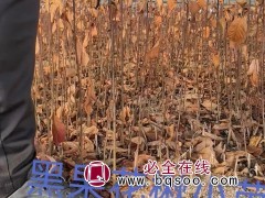 黑果花楸小苗