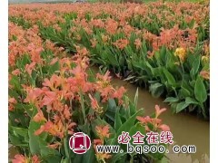 美人蕉种苗-青州花卉-美人蕉精品好苗—水生美人蕉工程苗 鸾宇图1