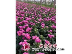 雏菊 时令草花工程苗 公园小区绿化用苗 多年生草本植物 鸾宇图1