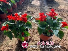 串红苗优质草花种植基地.质量好.价格低 一串红小苗 鸾宇花卉图1