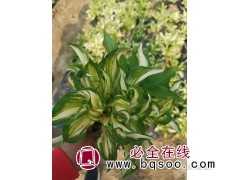 花叶玉簪-这种花叶叫作花叶 花叶玉簪小苗销售价格 鼎盛花卉图1