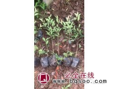 石楠苗价格-苗圃基地直销-青州石楠小苗供应 石楠苗 鸾宇花卉图1