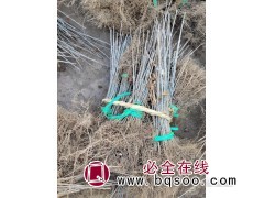 水蜡小苗-水蜡小苗批发价格 东北水腊苗销售 水腊苗 鑫淼森图1