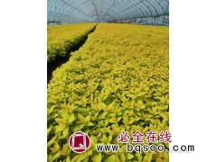 金山绣线菊 盆栽花卉 落叶小灌木 植株矮小喜光不耐阴 鑫淼森图1