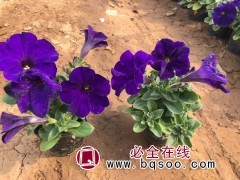 牵牛苗 优质盆栽牵牛苗 农户直销 牵牛花苗质优价廉 鸾宇花卉图3