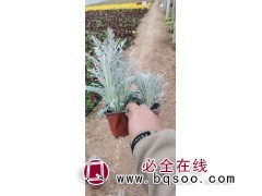 银叶菊是多年生还是一年生？ 银叶菊苗价格 山东银叶菊 润景图1