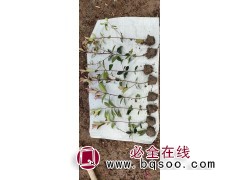 红叶石楠小苗批发 山东红叶石楠苗销售 红叶石楠钵苗 润景花卉图1