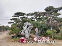 造型松|造型黑松|油松|泰山松-莱芜汇赢园林-城市景观树图1