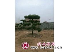 1600亩造型松基地 销售景观松 造型松 平顶松 油松 汇赢图1