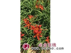 晨曦园林 红宝石萱草 品种多可供挑选 绿化花卉 适应性强图1