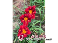 红绒萱草杯苗 河北种植基地 苗圃直供一手货源品种好 晨曦园林图1