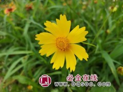 金鸡菊