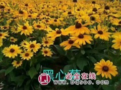 黑心菊