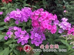 福禄考种子销售 常州花海设计 花海种子批发销售 刚晨种业图1