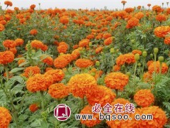 万寿菊(金菊花)  花海设计 花期长万寿菊种子价格 刚晨种业图1