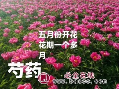 芍药