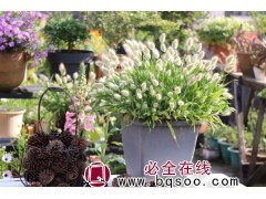 兔尾草 观赏草种子销售 进口观赏草种 花海设计工程 刚晨种业图1