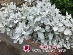 银叶菊 进口花卉种子批发零售 花海设计施工 刚晨种业有限公司图1