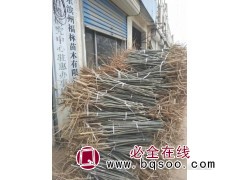 大量出售白蜡树 速生白蜡苗 山东白蜡价格 先挖现卖 福林苗木图1