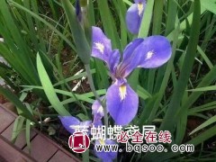 鸢尾花 蓝蝴蝶鸢尾花多少钱一株批发价格 地被宿根花卉基地图1