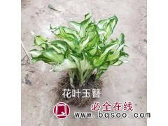 金边玉簪 银边玉簪 花叶玉簪 紫玉簪 鞍山玉簪苗 绿丰花木图1