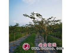 绿樱花树苗 11公分樱花广场绿化工程 山东瑞鑫苗木集团图1