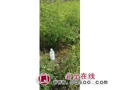 水腊 东北水腊苗大量供应 水腊钵苗销售 金龙种苗繁育基地图1