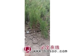 小龙柏苗 龙柏苗 龙柏钵苗销售 东北龙柏苗 铁岭金龙苗木基地图1