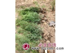 600万侧柏营养杯苗30-150cm 侧柏苗 凌源市明达苗圃图1