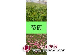 芍药苗 芍药杯苗 芍药绿化苗多年生草本植物 宁夏水木青花园林图1