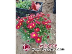 翠菊种植基地 时令草花 绿化工程园林用苗 宁和花卉苗木图1