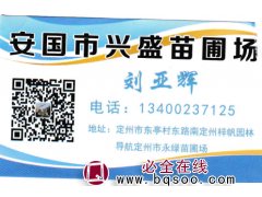 安国市兴盛苗圃场出售:独本丛生金枝槐4-5米 河北金枝槐基地图1