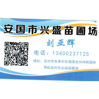 安国市兴盛苗圃场出售:独本丛生金枝槐4-5米 河北金枝槐基地