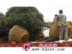 大规格黑松 黑松销售价格 黑松 蓝田县恒大绿洲白皮松基地图1